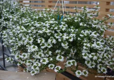 Scaevola is another of the highlights on display. It blooms profusely and blooms early, making it easy to keep up with common bedding plants. Here the "Snow Blanket", other colors are in the pipeline.